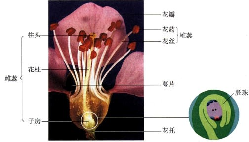 花的主要结构是 ,我们吃的西瓜瓤是由雌蕊的 发
