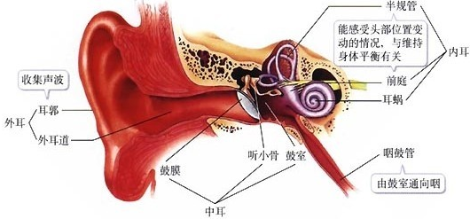鼓膜结构,正常鼓膜,鼓膜_大山谷图库
