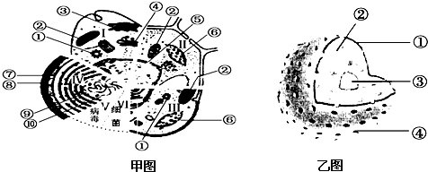 红细胞结构图手绘图