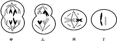 c,甲,乙,丙,丁所示细胞可出现在卵原细胞分裂过程中 d,丁是由乙经过