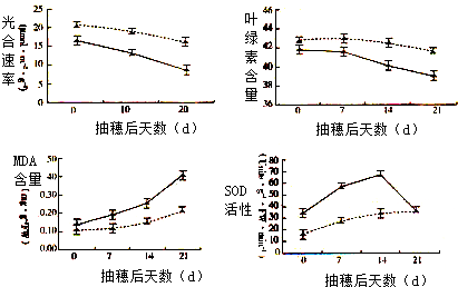 某研究小组欲v高中a高中对高中结实期间叶片光合2015零卷地理吉林市水稻模图片