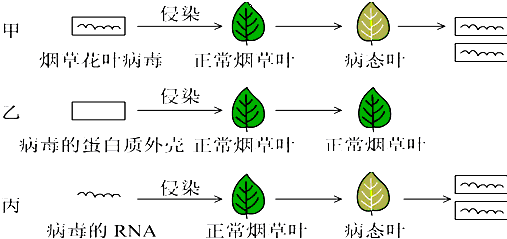 如图是烟草花叶病毒侵染烟草的实验示意图.