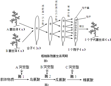 请分析回答(1)从合子到8个孢子的过程中,细胞核内的dna发生了 次