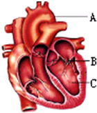 心脏神经官能症会使左心房左心室轻微增大么