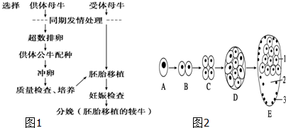 图1为胚胎移植的基本程序及早期胚胎发育过程,请据图回答