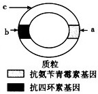 质粒上有标记基因如图所示,通过标记基因可以推知外源基因(目的基因)