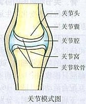 关节的基本结构包括:关节面,______和关节腔三部分.