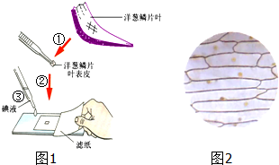 根据制作和观察洋葱表皮细胞临时装片的实验回答]填代号,横线填
