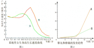 身高突增和性器官迅速发育是青春期的显著特点