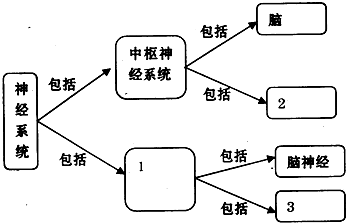 人体神经系统的组成和功能 1\/1