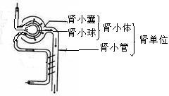 解答:解:如图,人体肾脏结构和功能的基本单位是肾单位.