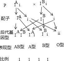 人群的ABO<em>血型</em>是由IA、IB和i三个基因控制的