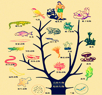 生物进化系统树如图(2)无脊椎动物的进化历程:单细胞动物→腔肠动物