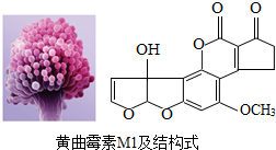 黄曲霉毒素m1是一种强致癌性物质,分子式为c 17h 12o 7,其形态,结构