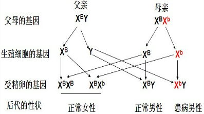 如图是一家三口遗传图谱,则孩子(3号)和