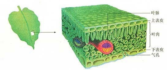 ②栅栏组织③叶脉④海绵组织⑤下表皮⑥气孔(2)在②和④的细胞中