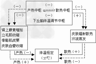 (1)人在寒冷环境中: 总之:1,人的体温调节中枢在下丘脑.