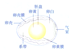 (2014常德)在鸟卵的结构中,能够发育成胚胎的是)