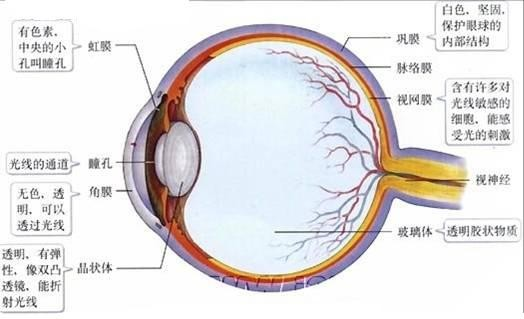有的失明者,经检查眼球的结构完整无损,但是他