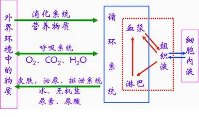 内环境是细胞与外界环境进行物质交换的媒介,其具体作用如下图: 本题