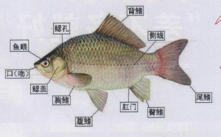 鱼类的主要特征