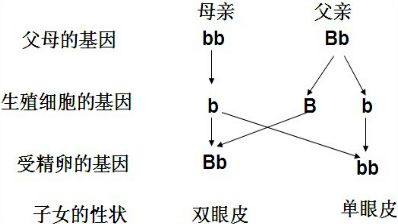 解答:解(1)生物的性状传给后代的现象叫遗传;生物的亲代与子代之间