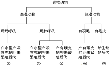 如图为某些动物的检索表,表中的⑤与那种动物最相似(  )