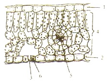 如图是某同学在显微镜下观察到的蚕豆叶的横切面图,请据图回答: (1)