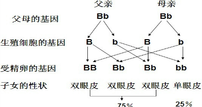 则亲代个体表现的性状是显性性状,新出现的性状一定是隐性性状,由一对