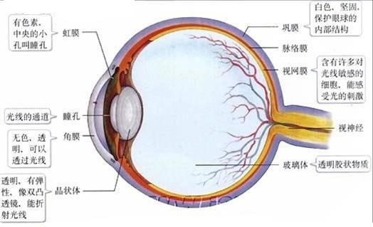 如图为眼球的结构图,请据图回答:(1)外界物体反