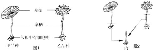 现切下甲带有细胞核的假根,接上乙的一段伞柄,组合成伞藻丙(如图2.