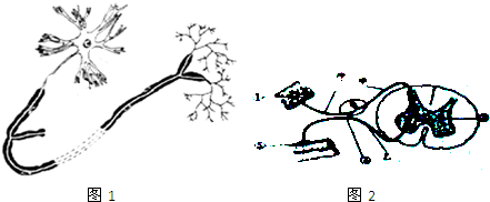 神经元结构模式图手绘