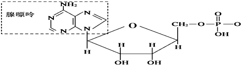 上角基团为碱基---腺嘌呤,据图回答问题: 图a中核苷酸的生物学名称是
