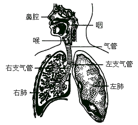 下面各种人体器官中,属于组成呼吸系统的器官