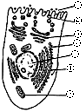 物某分泌细胞.向细胞内注射用放射性同位素3H