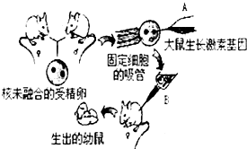 如图为转基因超级鼠的研制过程.通过这种方法
