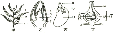 叶芽的纵切,种子结构,子房的纵剖面示意图