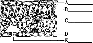 如图是蚕豆叶横切面,清注出各部分的名称.