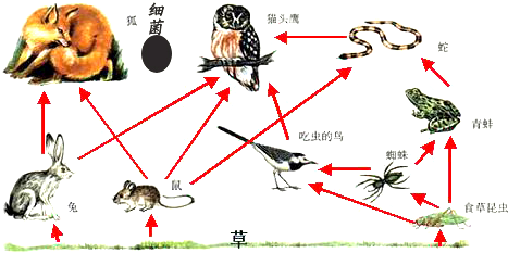 (2)图中   是生态系统中的分解者,能将生物遗体进行分解.