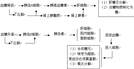 由神经系统传至肝脏,另一方面肾上腺素分泌增加,使肝糖原