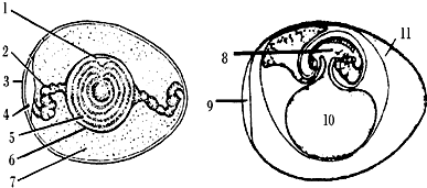 如图是鸟卵和鸟的胚胎发育的结构示意图.请据图完成下列72-75小题