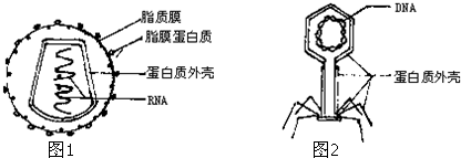 如图是艾滋病病毒(HIV)和大肠杆菌噬菌体(T4)的