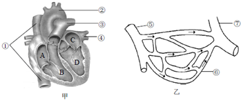 下面两图中,甲图是人体心脏剖面图,乙图是人体某组织处局部血管示意图