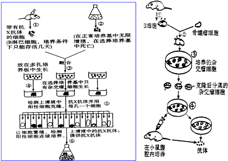 小鼠脾细胞的制备原理_图是单克隆抗体制备流程的简明示意图 下列有关叙述正确的是 A.①是从(2)