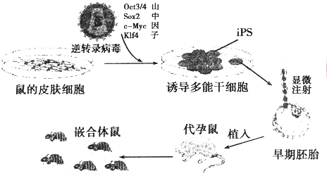 和山中伸弥,以表彰他们在体细胞重编程技术领