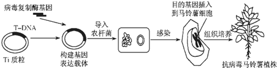 ①上述过程中,将目的基因导入马铃薯细胞使用了农杆菌转化法.