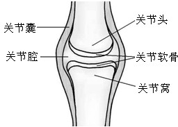 关节面包括关节头和关节窝,关节面上覆盖着关节软骨.