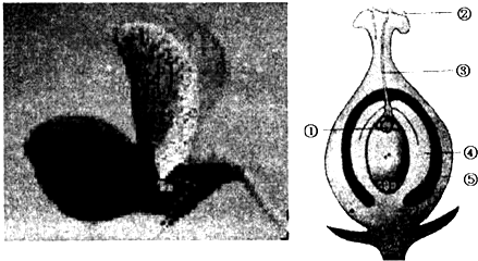 如图是豌豆花及其雌蕊的解剖结构示意图,请回答下列问题