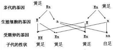 什么是生物的基本结构 c6360eaa.png