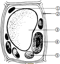 如图为细胞结构示意图,请据图回答问题:(1)这个